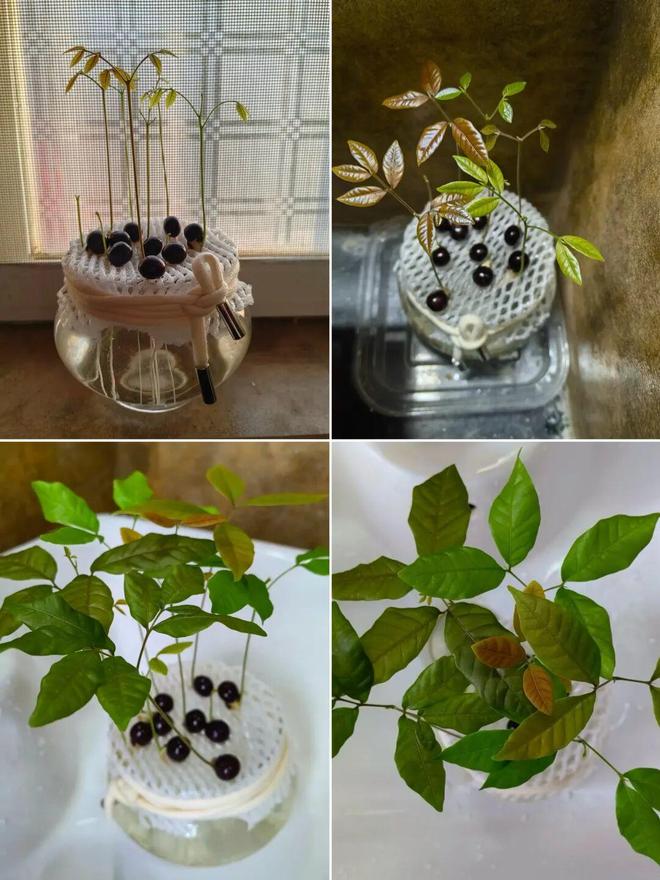 网也有这么多妙用可惜了之前扔掉的开元ky棋牌万万没想到水果泡沫(图9)